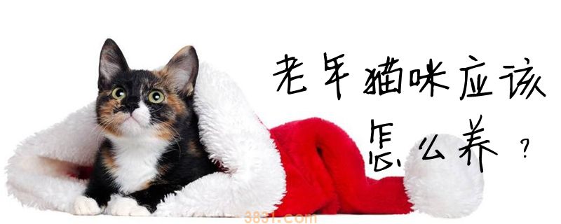 老年猫咪应该怎么养(图1)