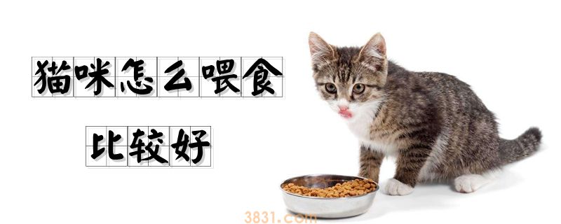 猫咪怎么喂食比较好(图1)