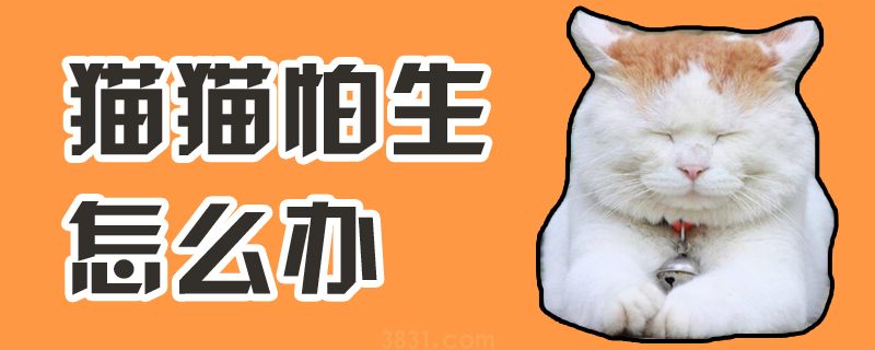 猫猫怕生怎么办(图1)