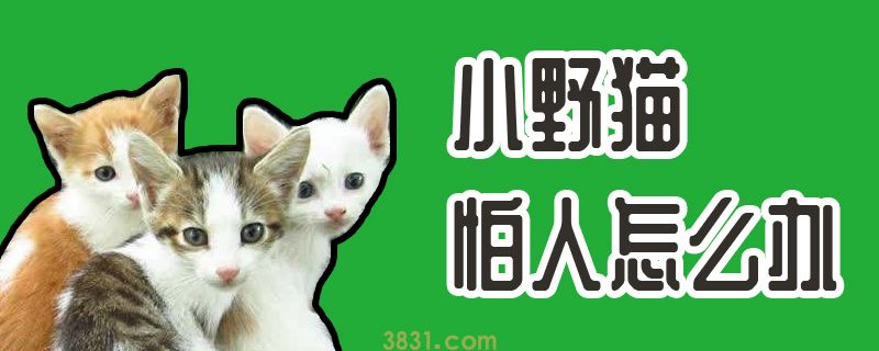 小野猫怕人怎么办(图1)
