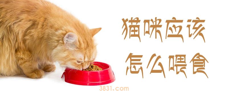 猫咪应该怎么喂食(图1)