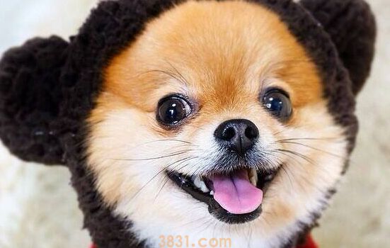 在市场上买狗要注意什么 狗市买狗教程(图2)