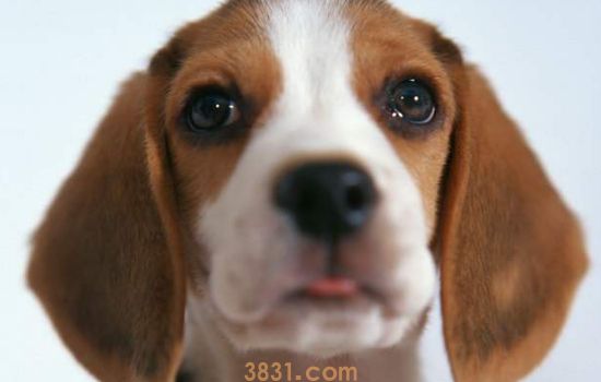 狗狗经常发抖,是不是太冷了?(图1)
