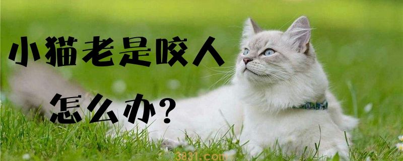 小猫老是咬人怎么办(图1)
