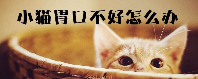 小猫胃口不好怎么办(图1)