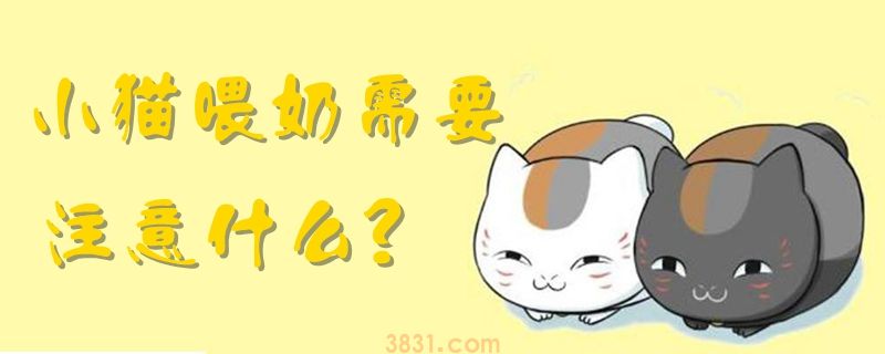 小猫喂奶需要注意什么(图1)