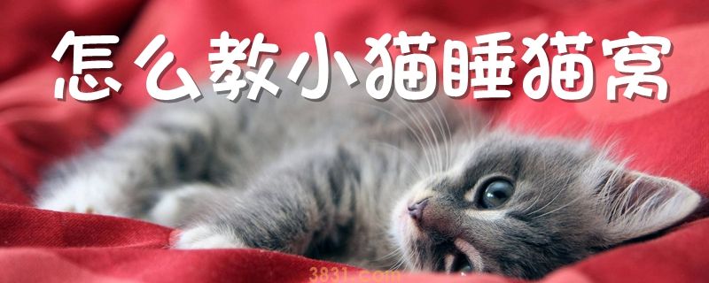 怎么教小猫睡猫窝(图1)