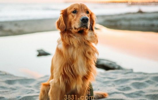如何挑选金毛犬幼崽 养金毛前要问自己的两个问题(图1)