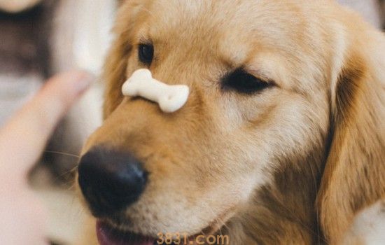 如何挑选金毛犬幼崽 养金毛前要问自己的两个问题(图2)