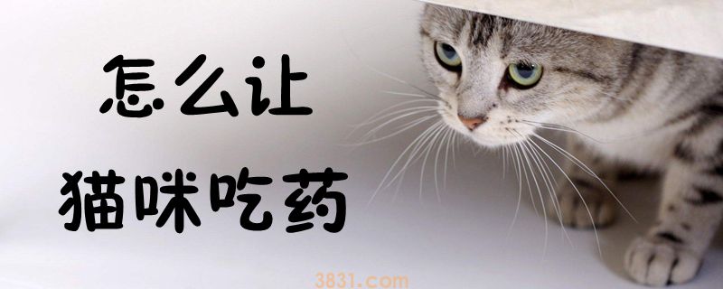 怎么让猫咪吃药(图1)