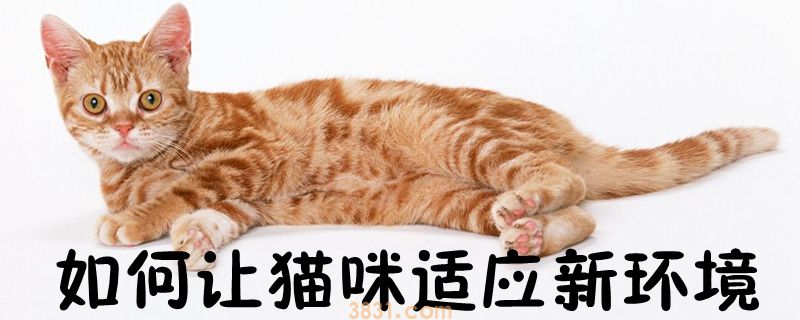 如何让猫咪适应新环境(图1)