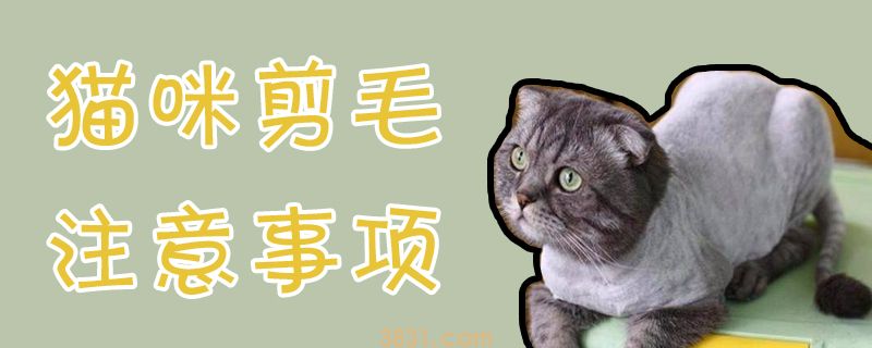 猫咪剪毛注意事项(图1)