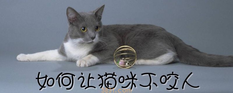 如何让猫咪不咬人(图1)