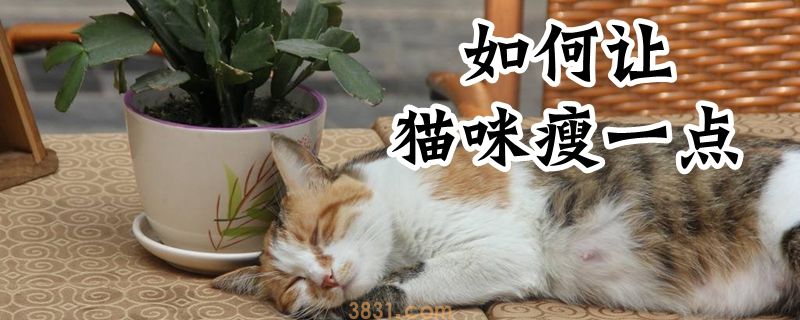 如何让猫咪瘦一点(图1)