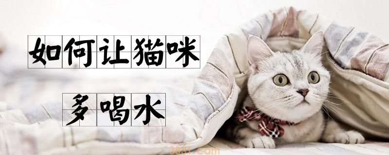 如何让猫咪多喝水(图1)