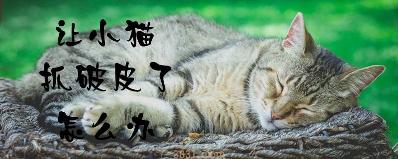 让小猫抓破皮了怎么办(图1)