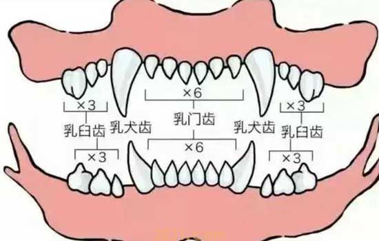 怎么从牙齿看狗狗年龄 狗狗牙齿年龄参照图(图3)