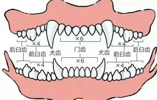 怎么从牙齿看狗狗年龄 狗狗牙齿年龄参照图(图7)