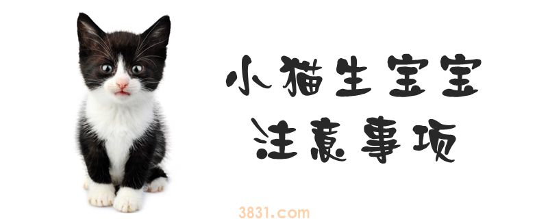小猫生宝宝注意事项(图1)