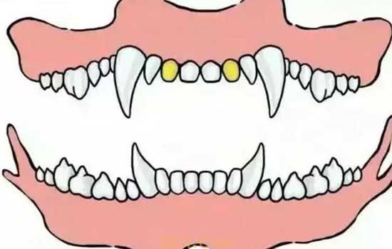 怎么从牙齿看狗狗年龄 狗狗牙齿年龄参照图(图11)