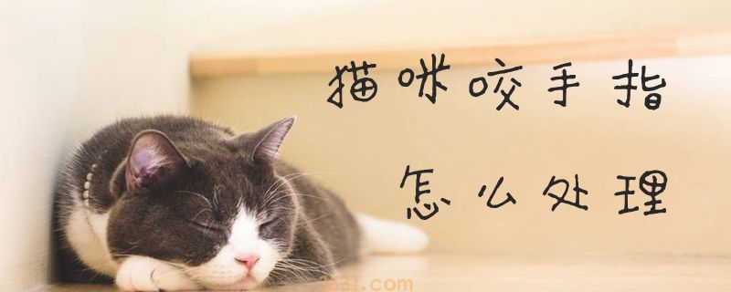 猫咪咬手指怎么处理(图1)