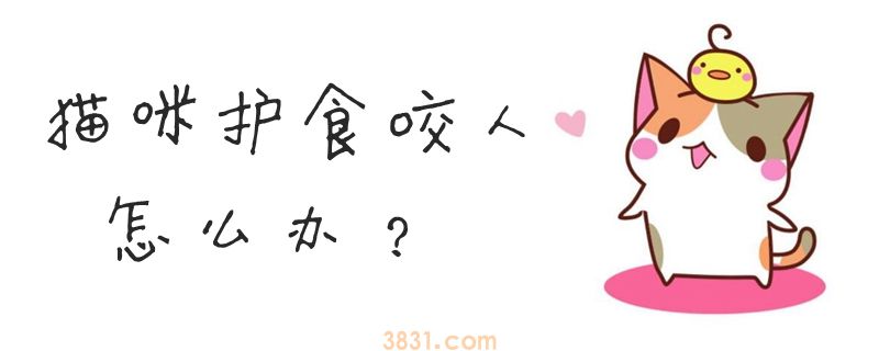 猫咪护食咬人怎么办(图1)