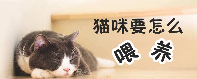猫咪要怎么喂养(图1)