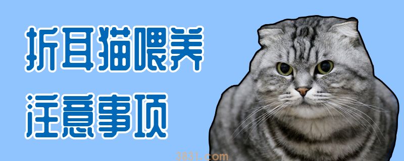 折耳猫喂养注意事项(图1)