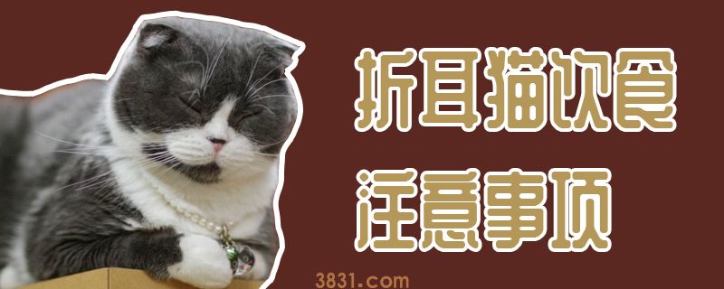 折耳猫饮食注意事项(图1)