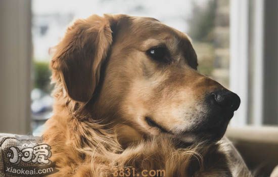 狗狗吃了木糖醇必死吗 狗狗误食微量木糖醇就会丧命(图1)