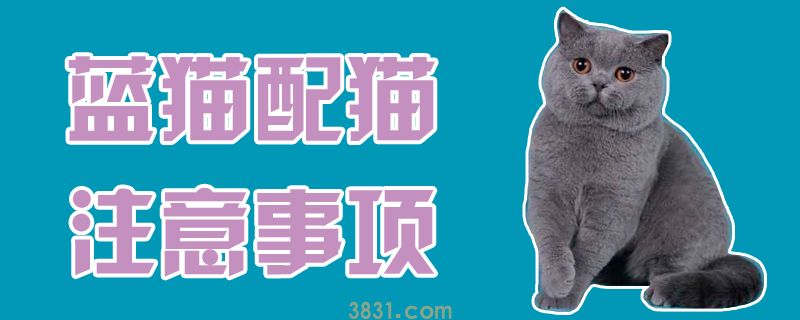 蓝猫配猫注意事项(图1)