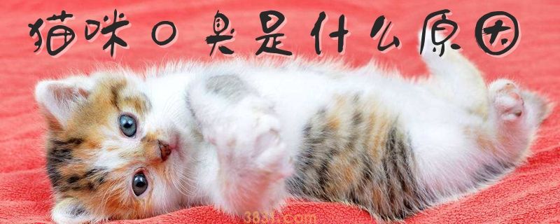猫咪口臭是什么原因(图1)