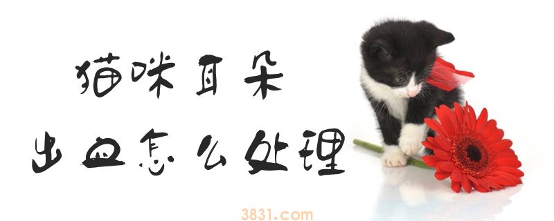 猫咪耳朵出血怎么处理(图1)