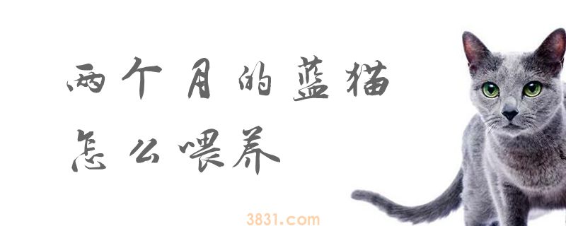 两个月的蓝猫怎么喂养(图1)