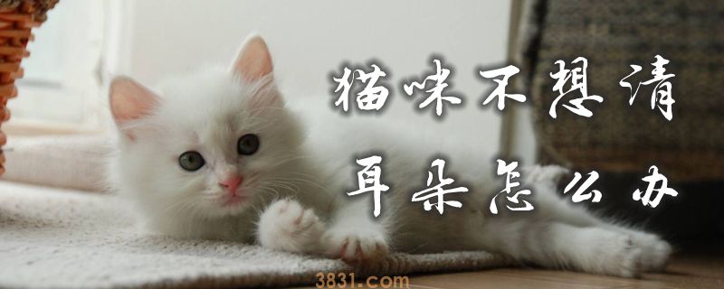 猫咪不想清耳朵怎么办(图1)