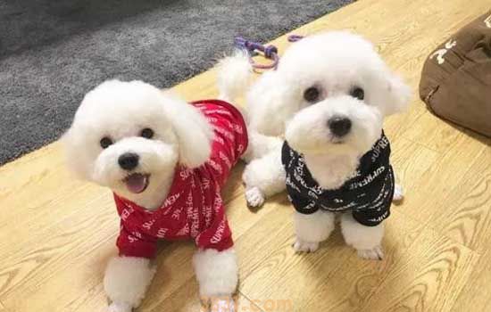 为什么比熊养公不养母 不只是因为生理期(图1)