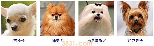 狗狗品种大全按体型智商怎么分(图2)