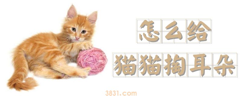 怎么给猫猫掏耳朵(图1)