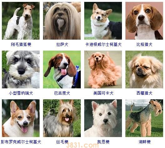 狗狗品种大全按体型智商怎么分(图4)