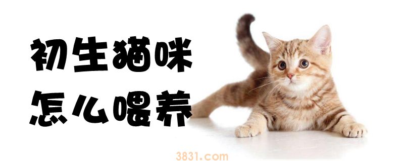 初生猫咪怎么喂养(图1)