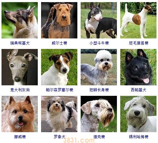 狗狗品种大全按体型智商怎么分(图5)