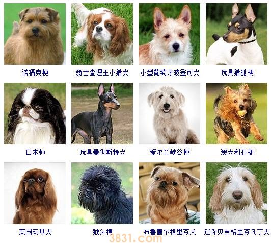 狗狗品种大全按体型智商怎么分(图6)