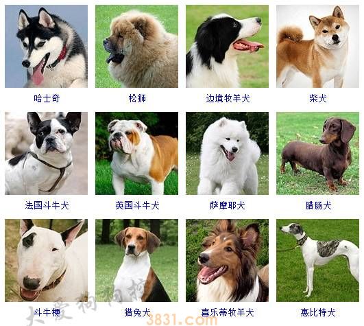 狗狗品种大全按体型智商怎么分(图8)