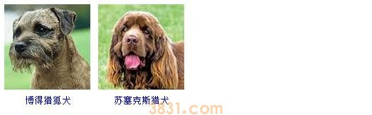 狗狗品种大全按体型智商怎么分(图7)