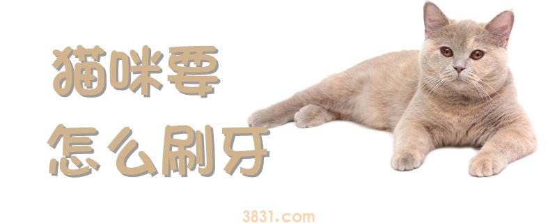 猫咪要怎么刷牙(图1)