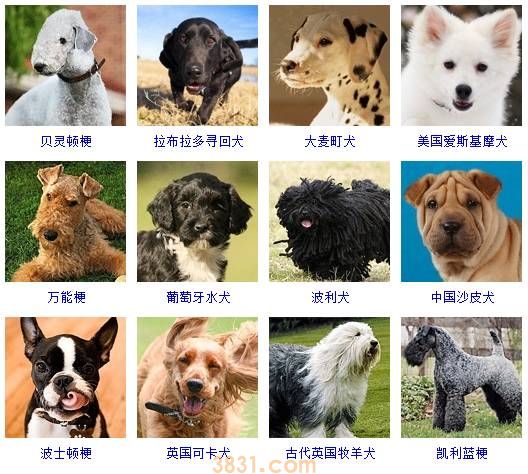 狗狗品种大全按体型智商怎么分(图9)