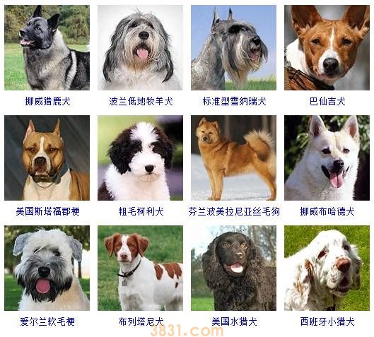 狗狗品种大全按体型智商怎么分(图11)