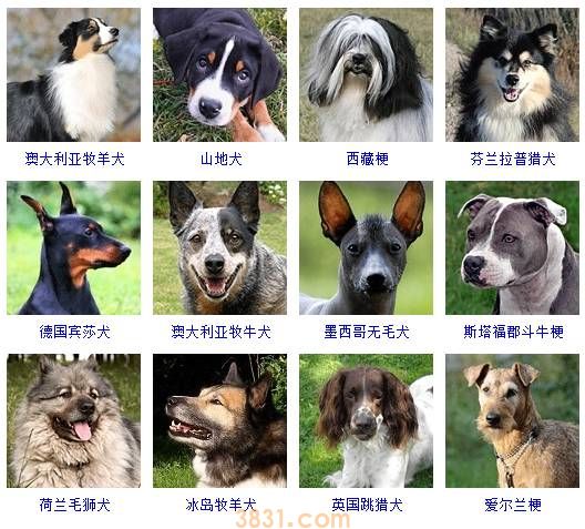 狗狗品种大全按体型智商怎么分(图10)