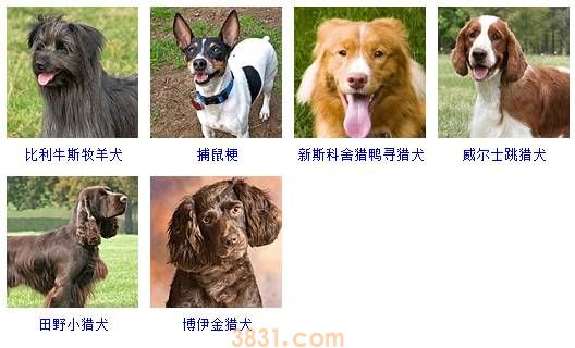狗狗品种大全按体型智商怎么分(图12)