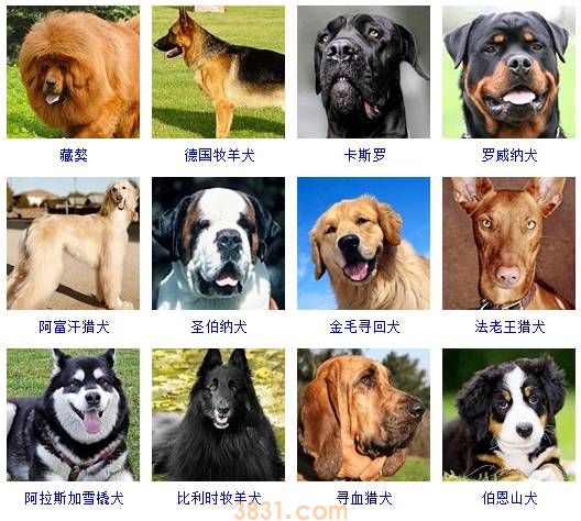 狗狗品种大全按体型智商怎么分(图13)
